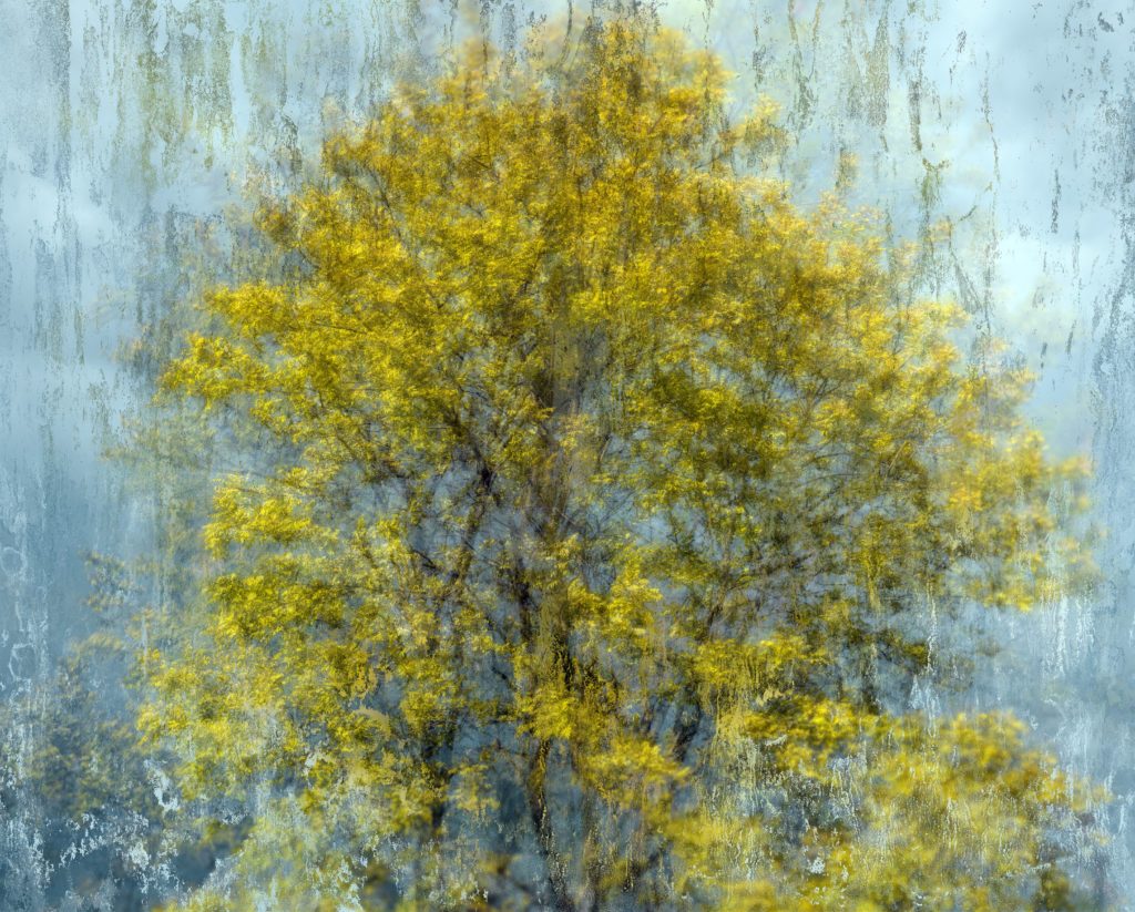 Arpad Polgar, Transient topography, Fleeting gardens n° 6 season 1, 2019. Edition of 3 + 1 artist print (all sizes included). Small size approx. 70x87cm, 4’000.- CHF, Big size approx. 95x118cm, 7’000.- CHF.